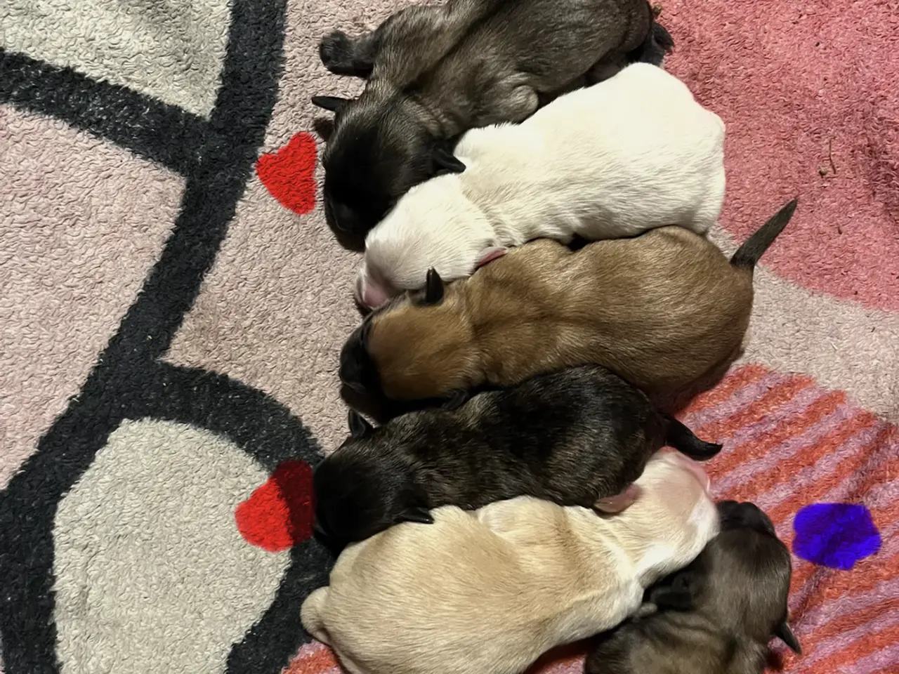 Billede 1 - Søde Bichon havanais blandinger