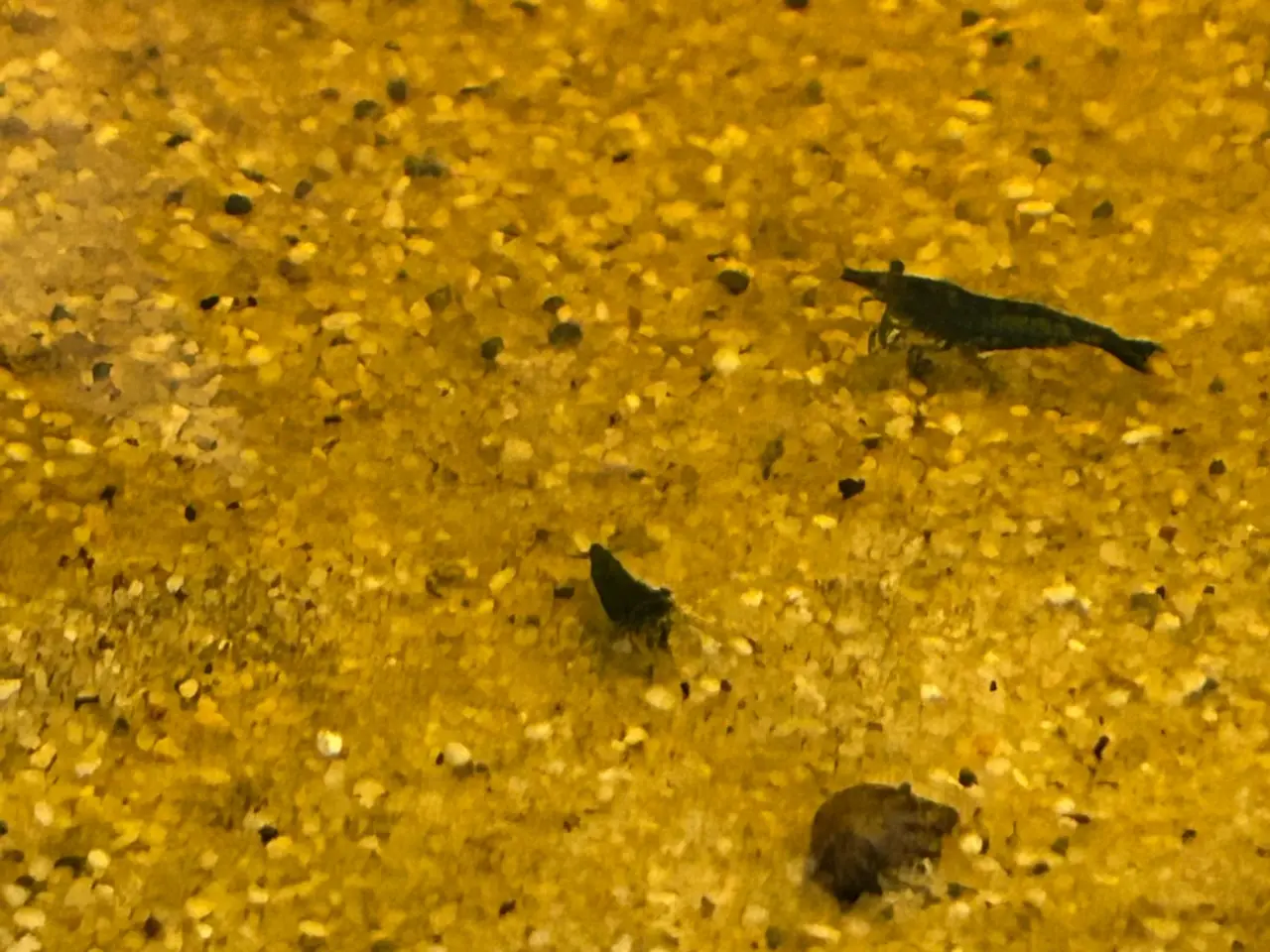 Billede 6 - 🦐💎 Blue Diamond reje– kraftig blå farve | GLS