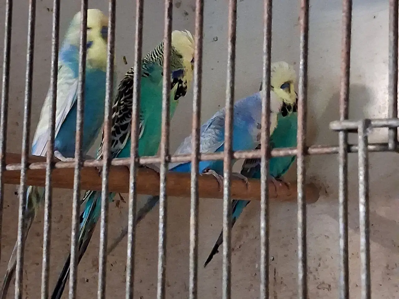 Billede 5 -