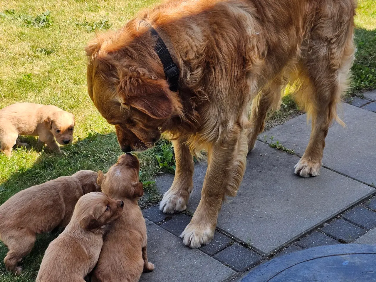 Billede 2 - Mørke Golden Retriever hvalpe
