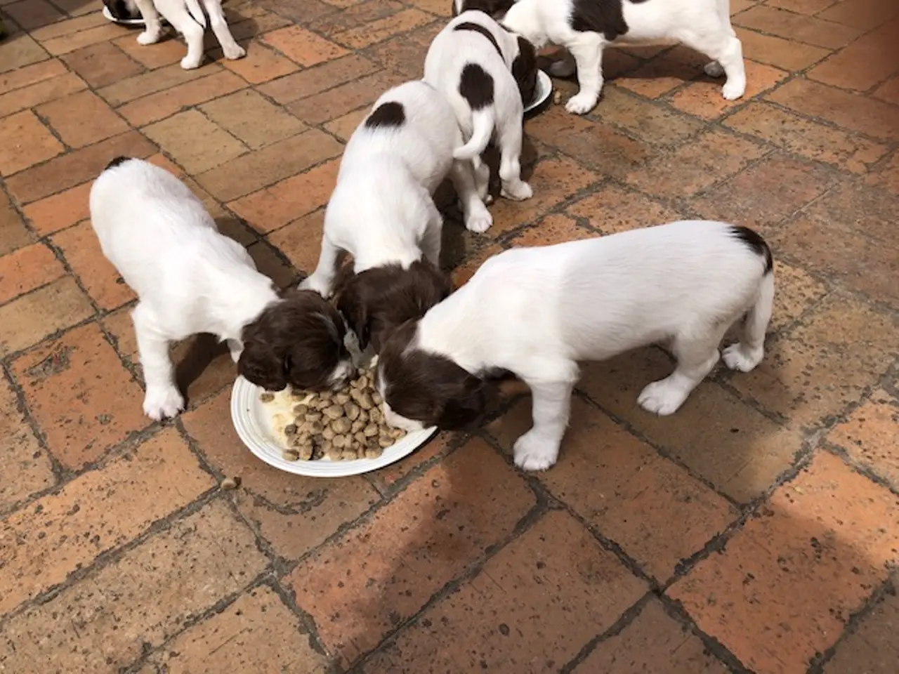 Billede 8 - FT english springer spaniel hvalpe sælges