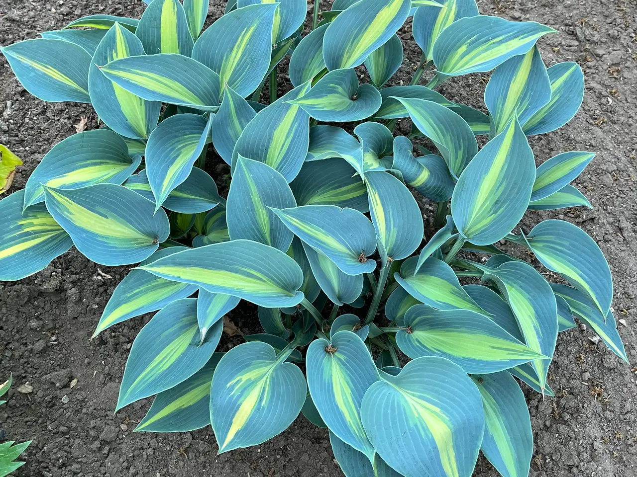 Billede 9 - Hosta sælges