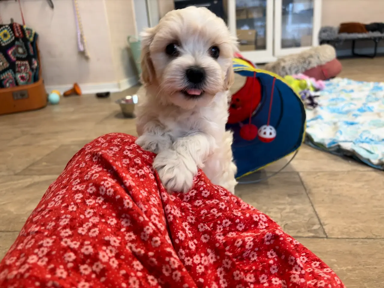 Billede 7 - Fine mini Maltipoo er rejse klar nu !