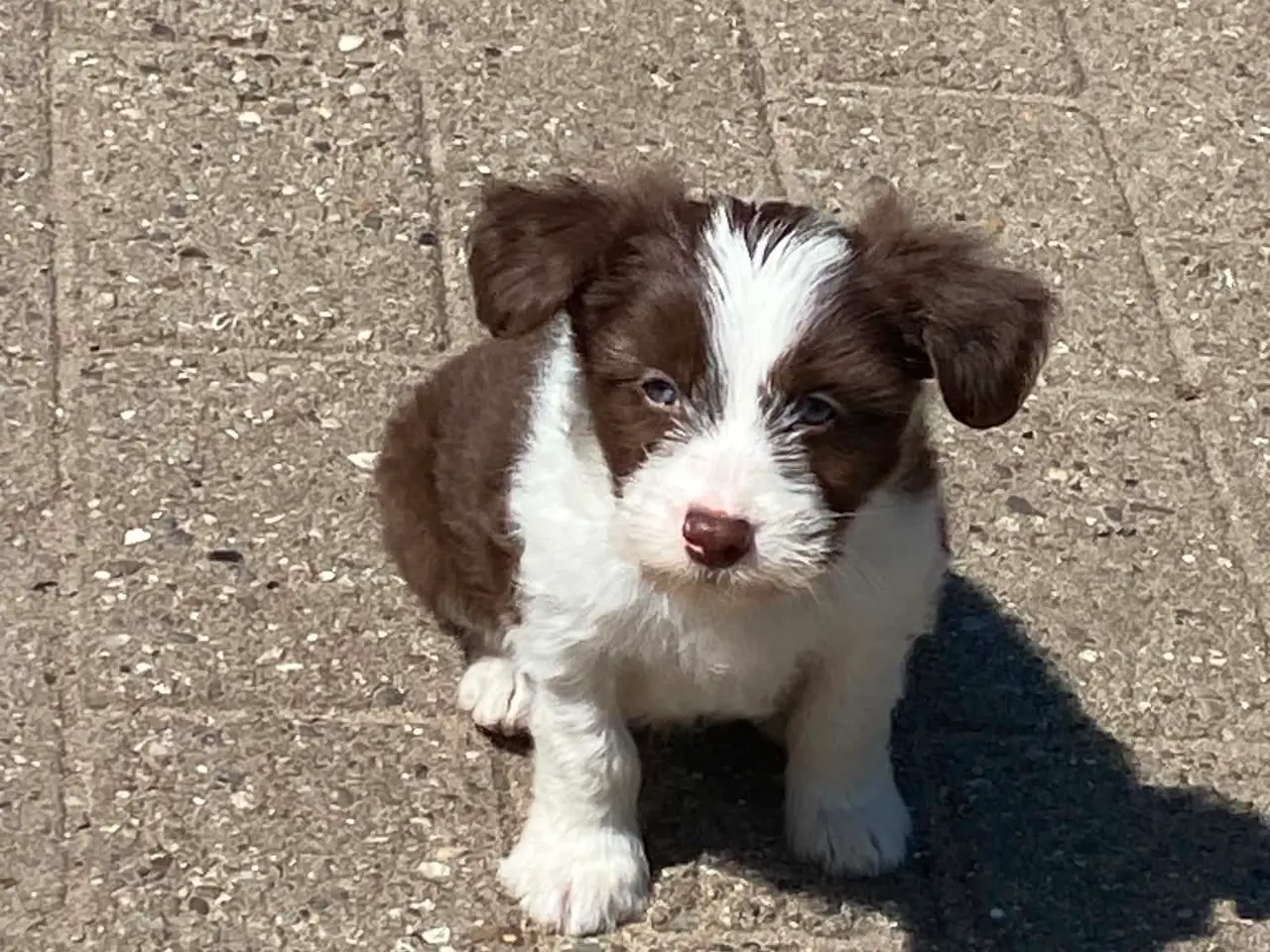 Billede 1 - Dejlig familiehund