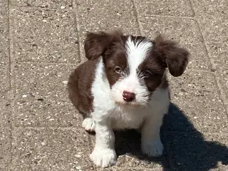 Dejlig familiehund