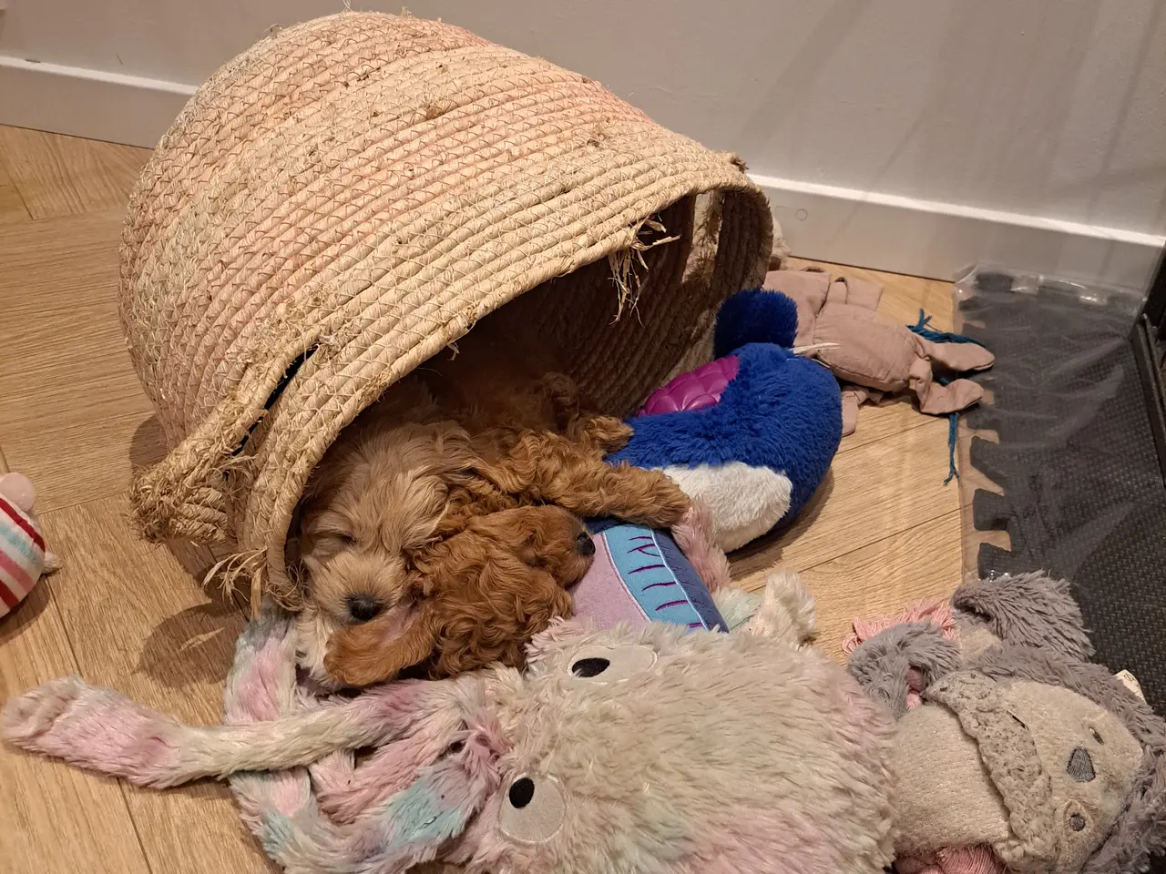 Billede 5 - Maltipoo hvalp puddel - maltipoo