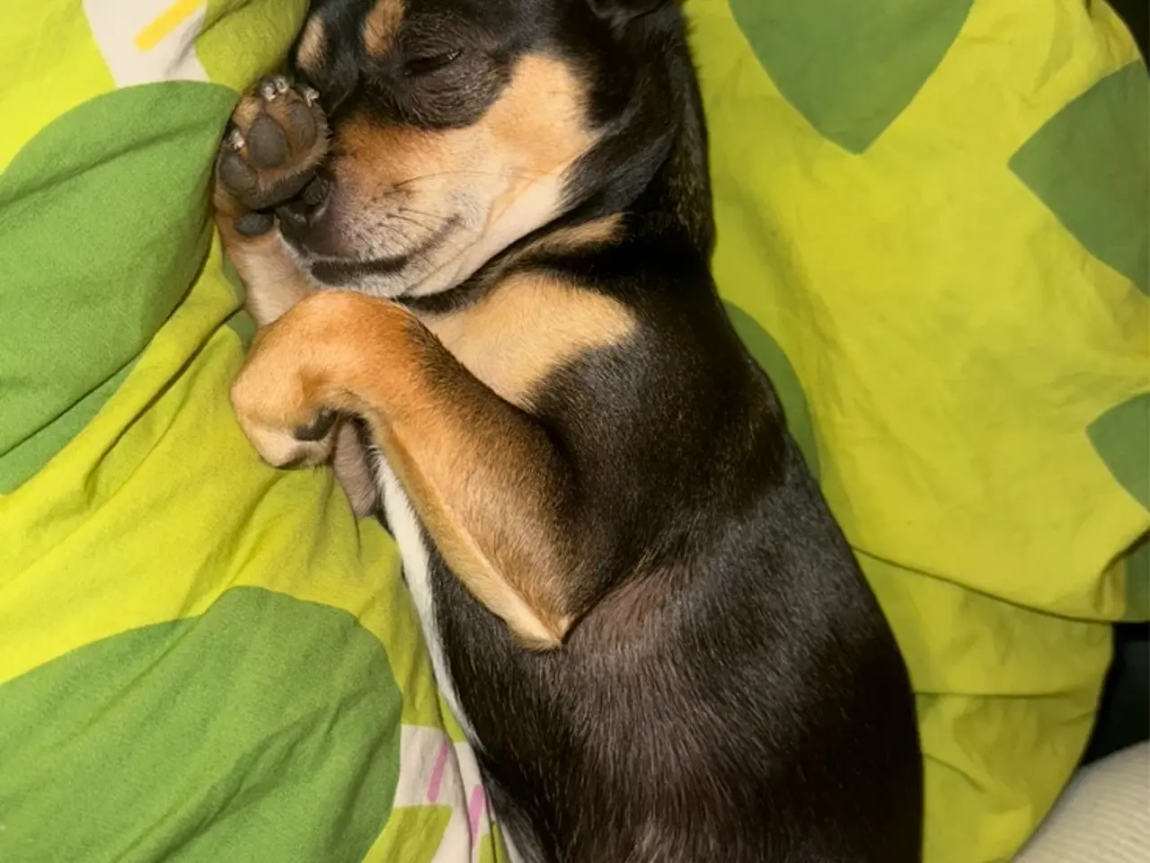 Billede 5 - Hanhund