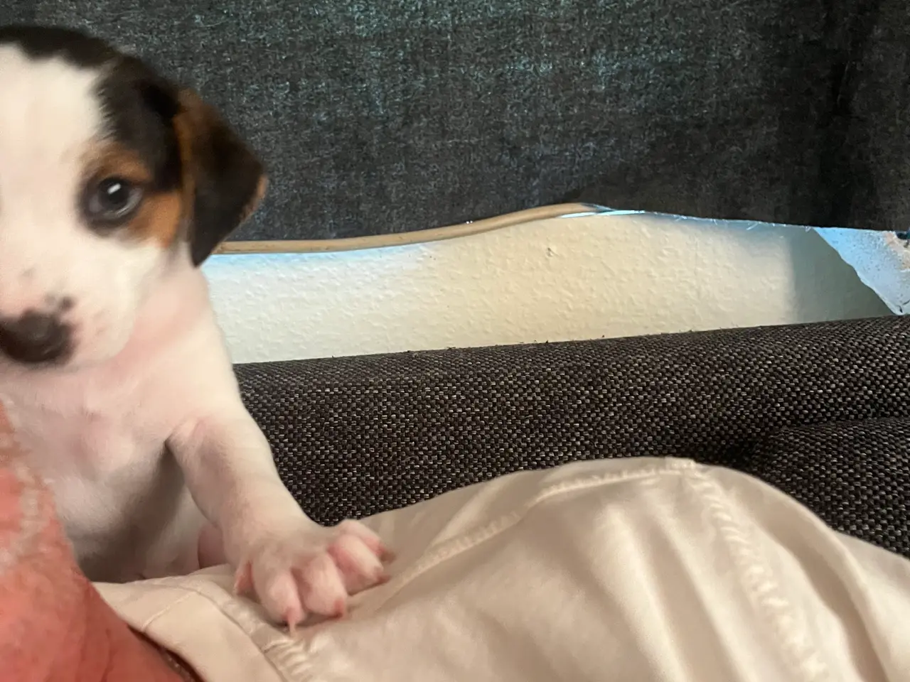 Billede 4 - Dsg/ Jack russel