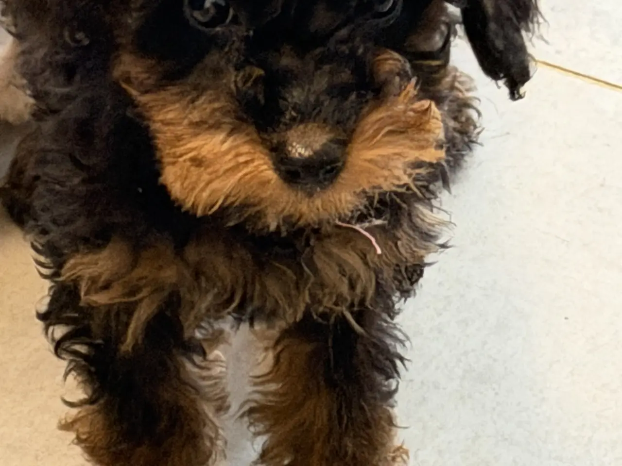 Billede 19 - Cavapoo hvalpe Rejseklar 🧳❤️🐾