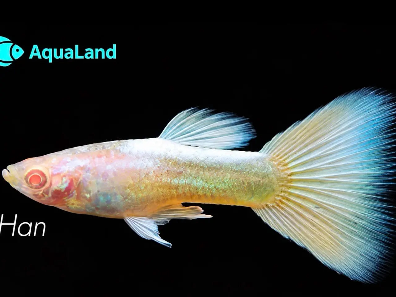 Billede 7 - Flotte guppy albino full platinum