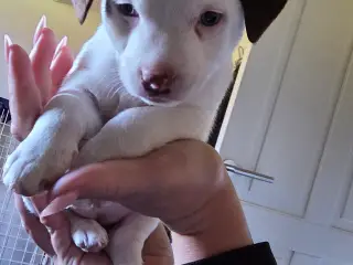 Jack Russell Terrier hvalpe 