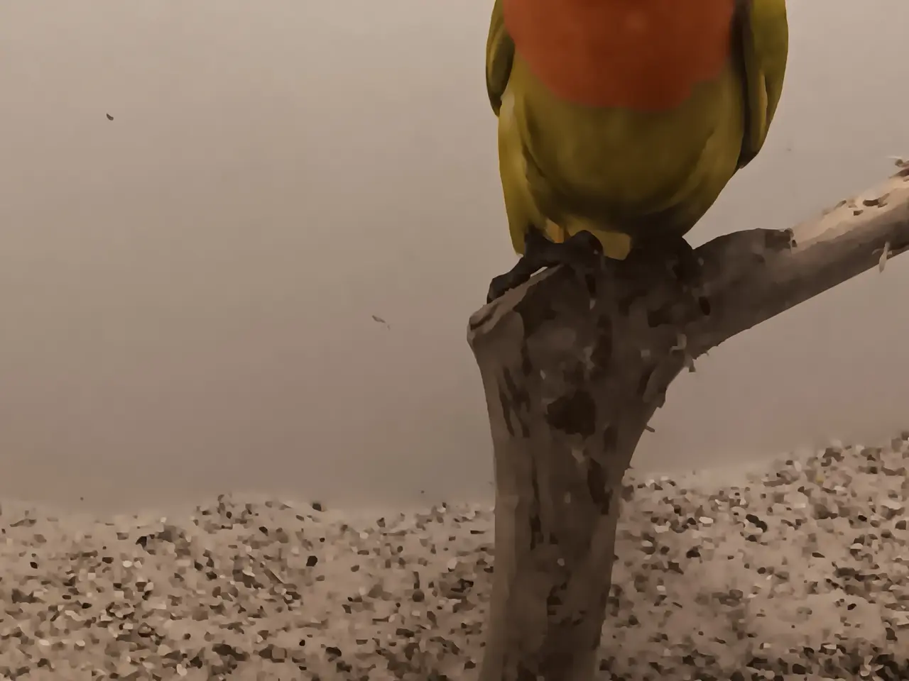 Billede 3 - Unger af  rødhovdet dværge papegøje I grøn opaline