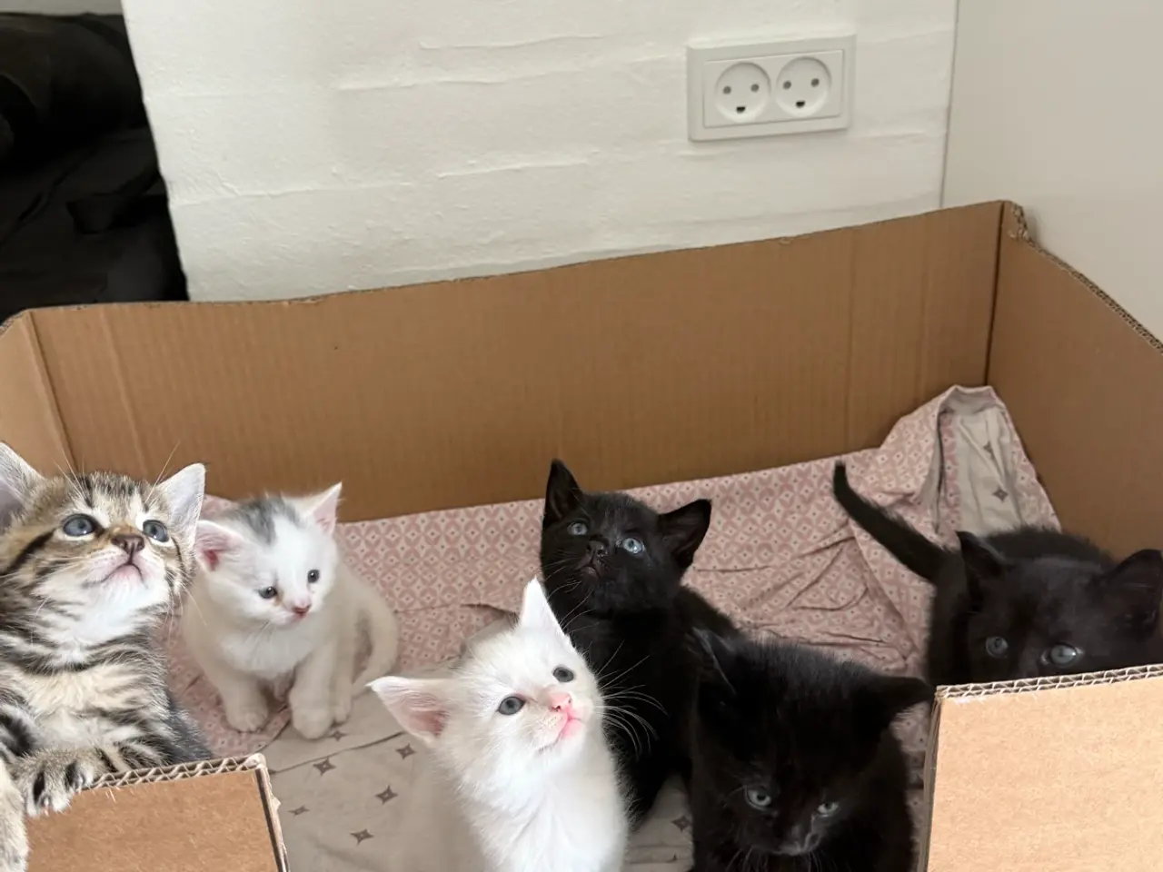 Billede 10 - Blandingskilinger ( 25% maincoon)