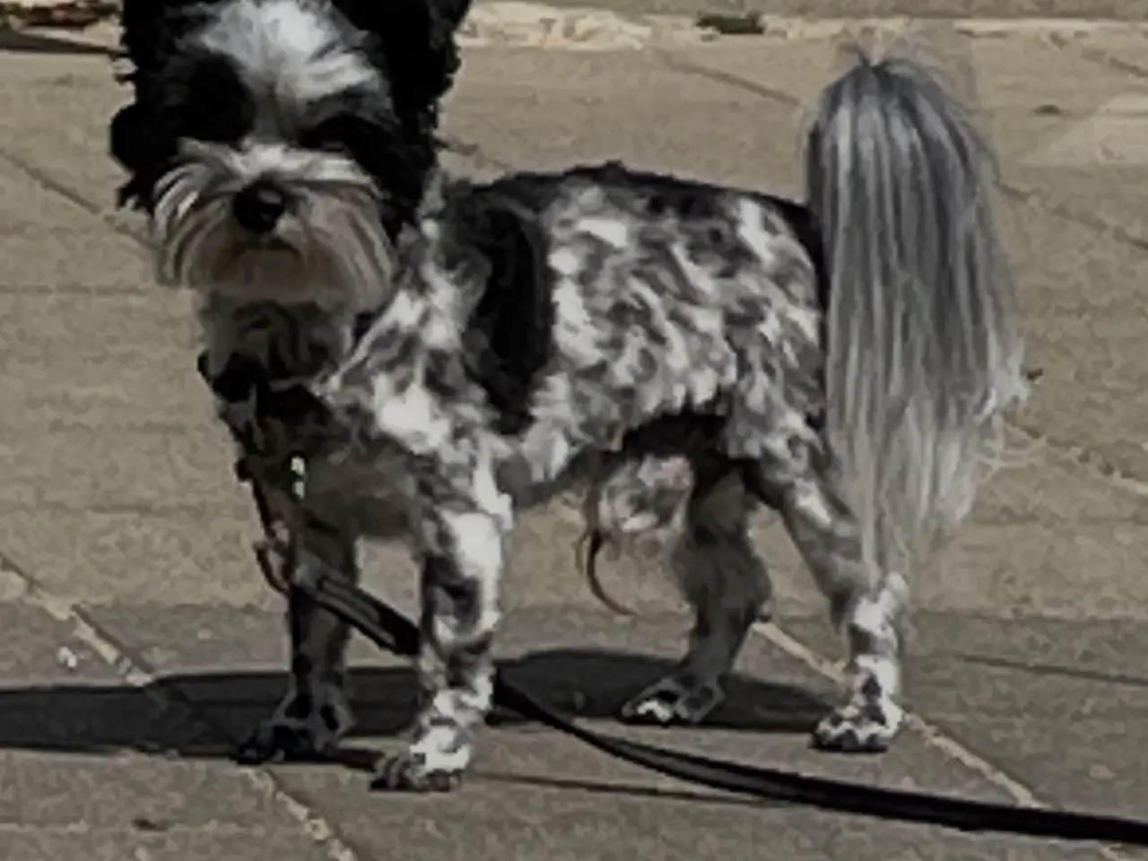Billede 3 - parring af Yorkshire terrier / Malteser