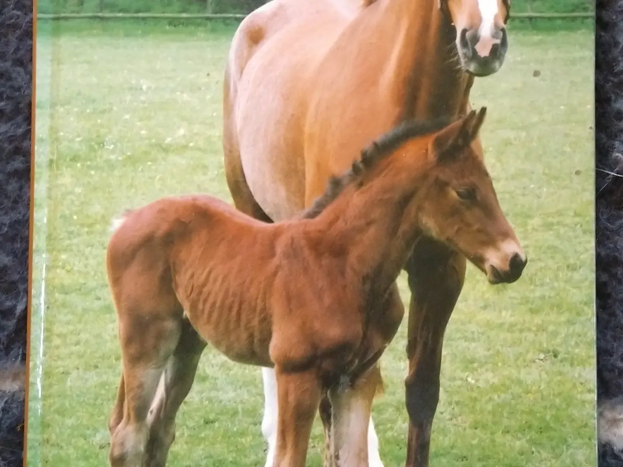 Billede 14 - Kæmpe samling Wendy-Penny-Min hest mm