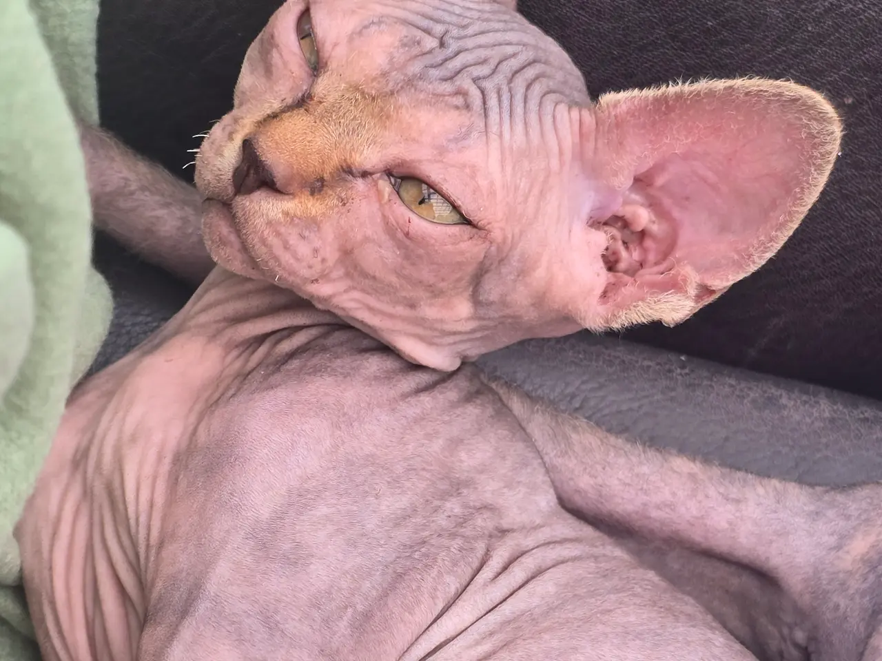 Billede 3 - Sphynx pige uden stamtavle