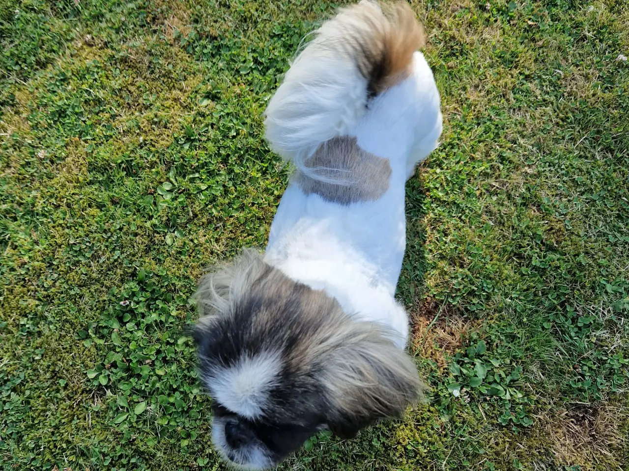 Billede 2 - Hundeklipning
