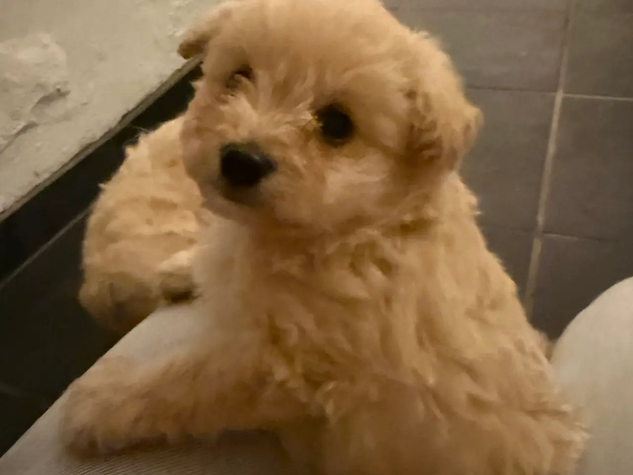 Billede 2 - Pomapoo