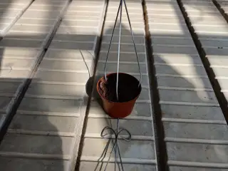 Pyramide bøjle