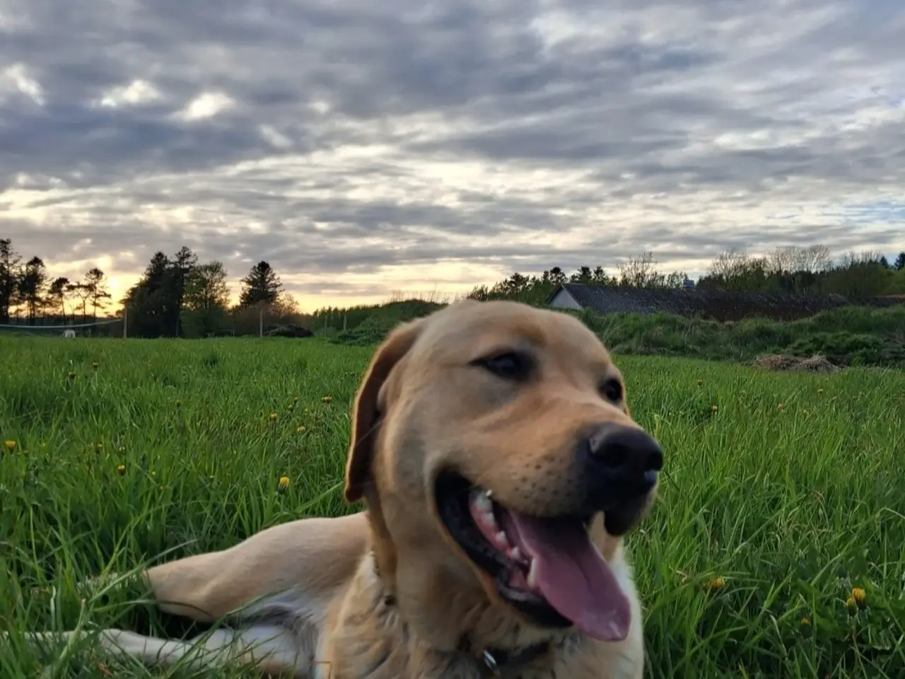 Billede 7 - Sødeste avlsklare labrador