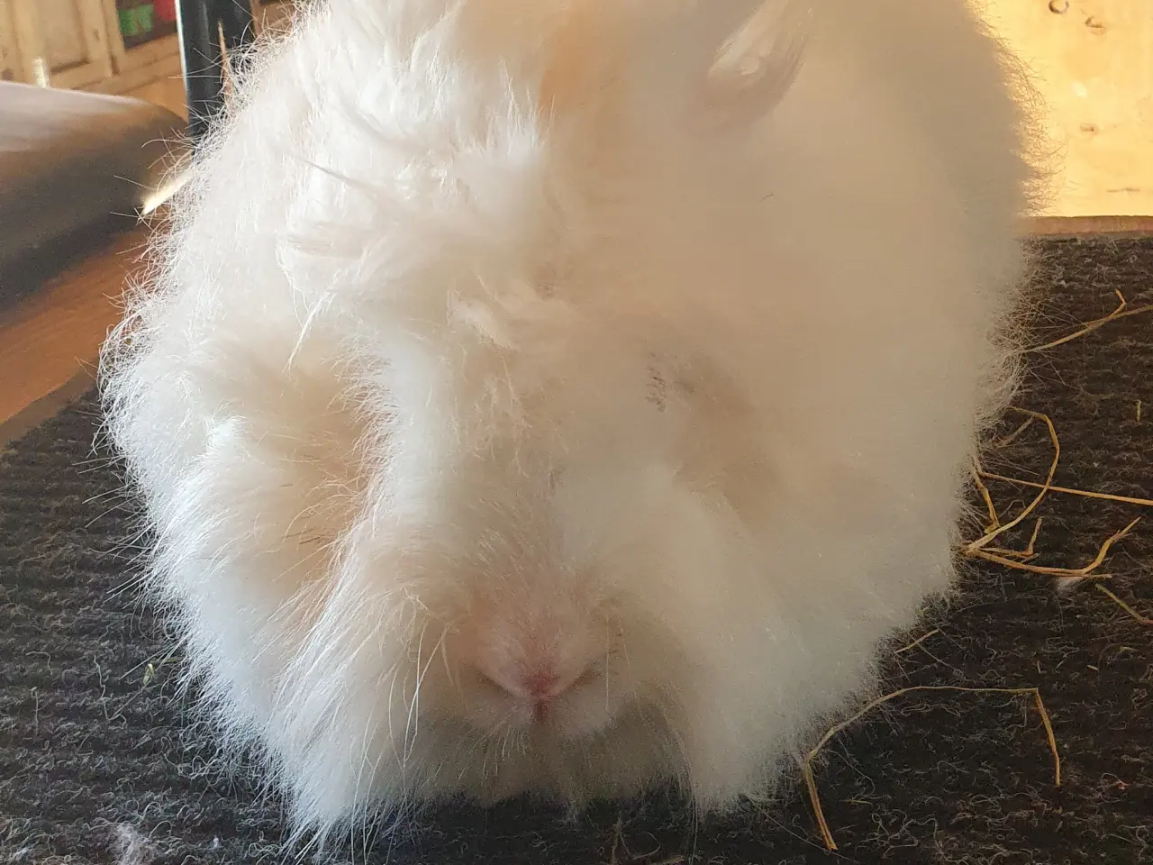 Billede 5 - Angora unger