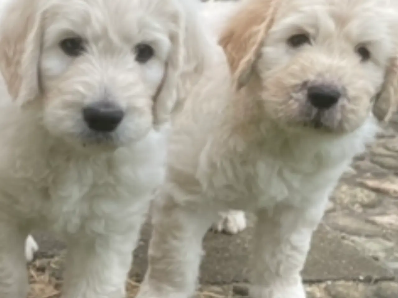 Billede 7 - Golden DOODLE - 3 drenge-hvalpe