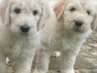 Golden DOODLE hvalpe - 5