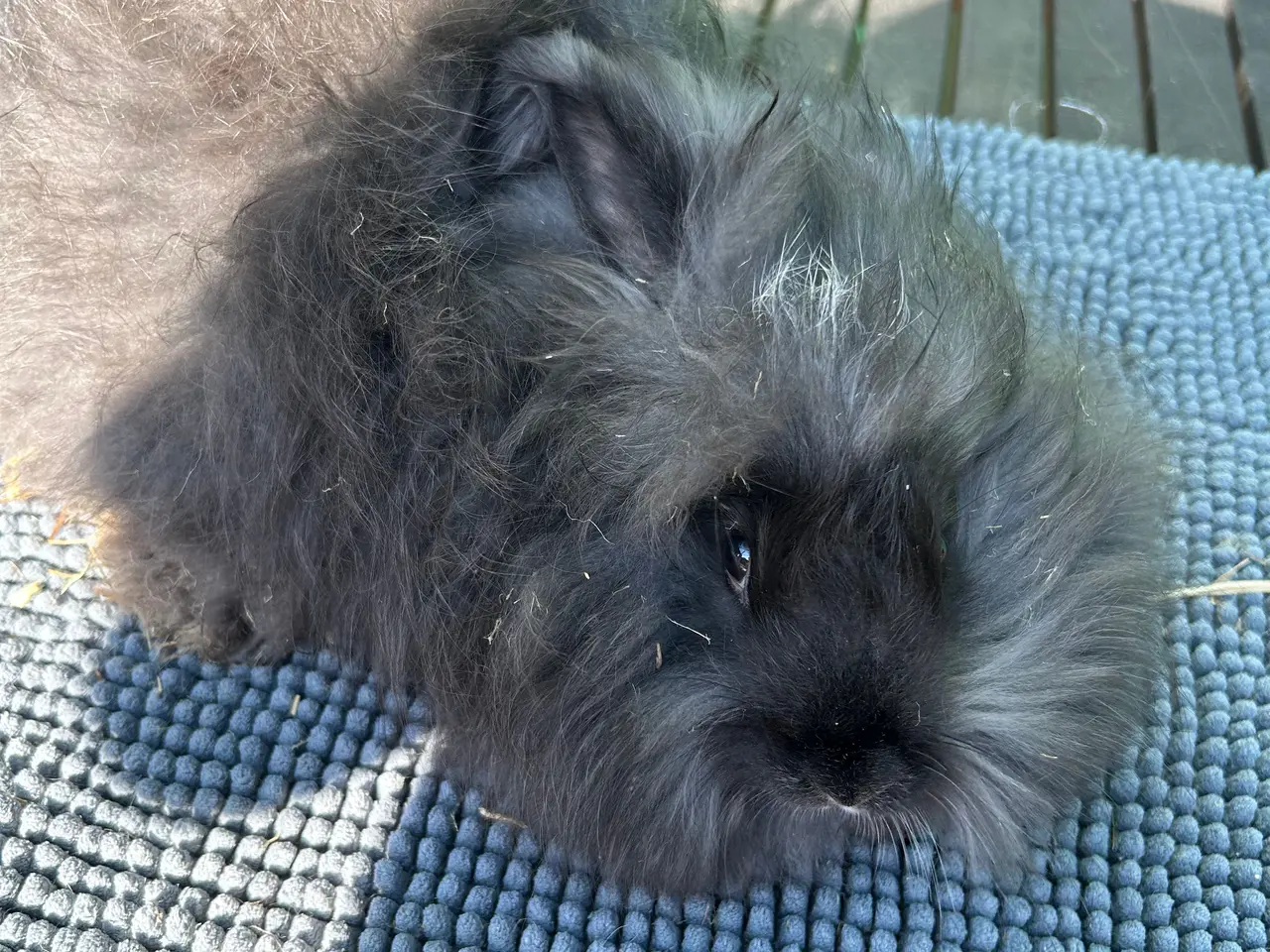 Billede 10 - Angora kanin unger