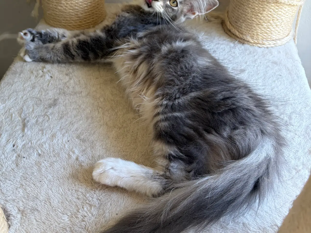 Billede 3 - Smuk Maine Coon pige