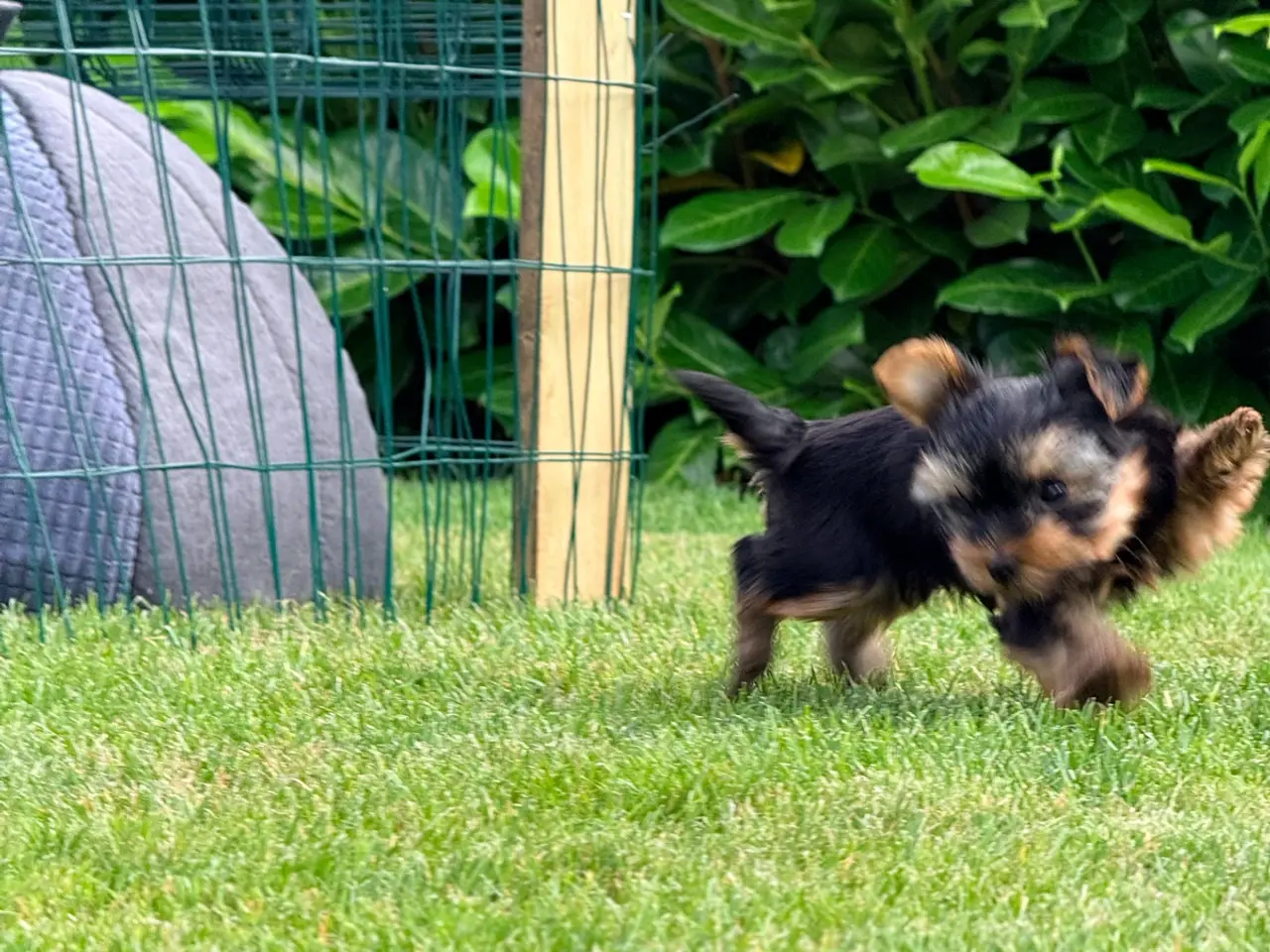 Billede 6 - Yorkshire Terrier leder efter nye familie
