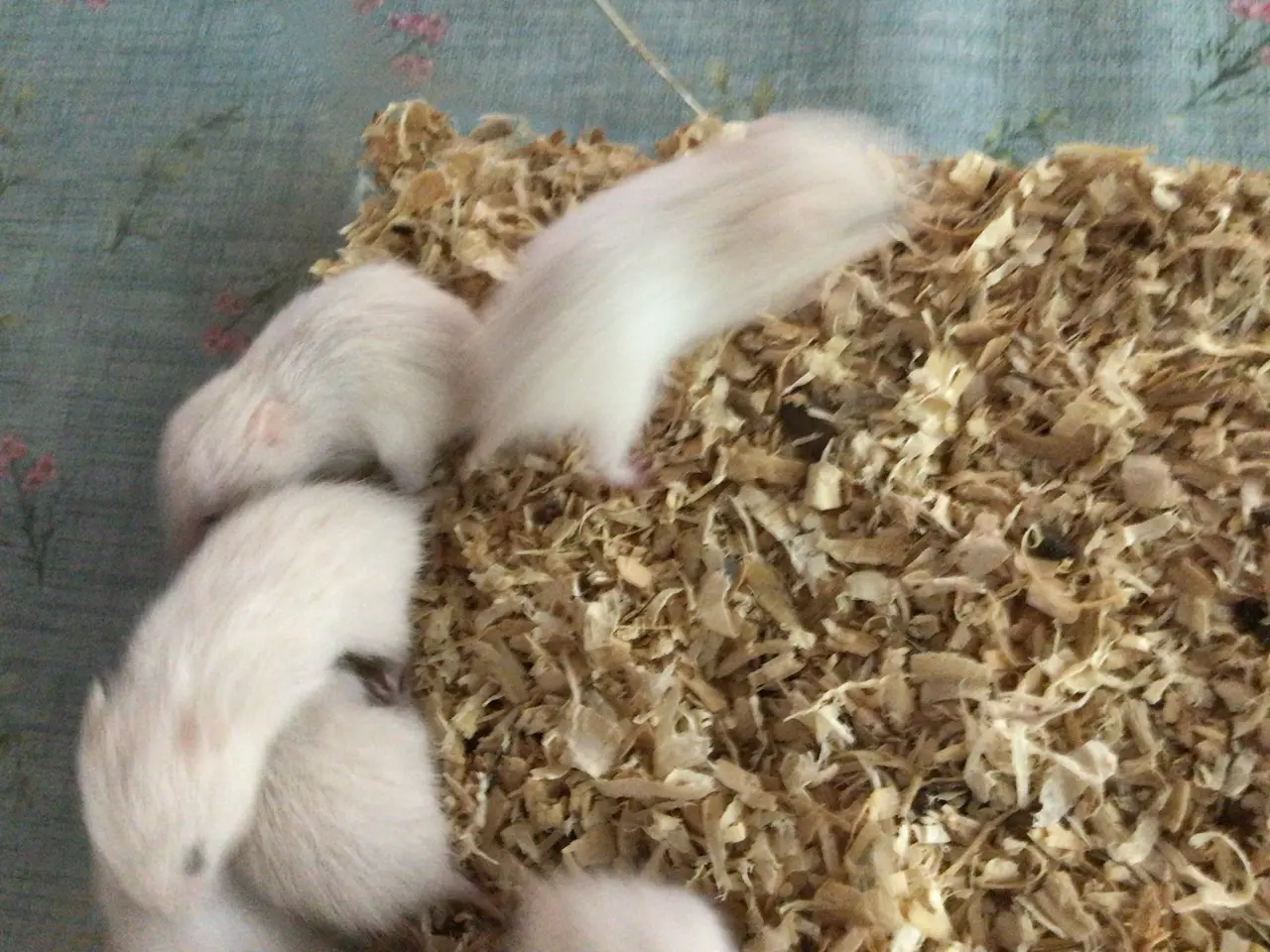 Billede 2 - Guldhamster unger