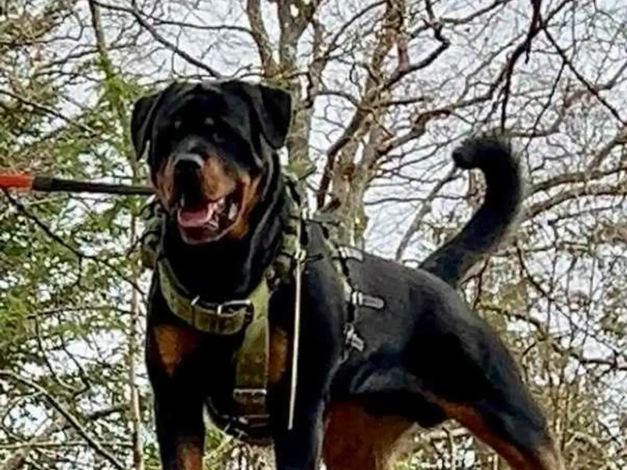 Billede 9 - Rottweiler han til avl