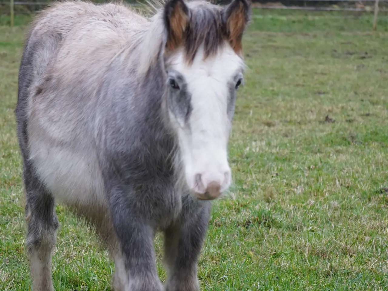 Billede 5 - Irish cob hingsteføl fra maj 2025