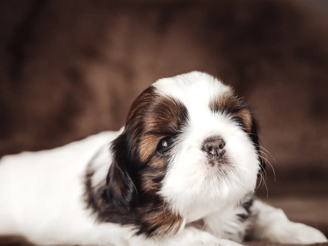 Billede 15 - Shih Tzu hundehvalpe søger nyt hjem (Tæver)