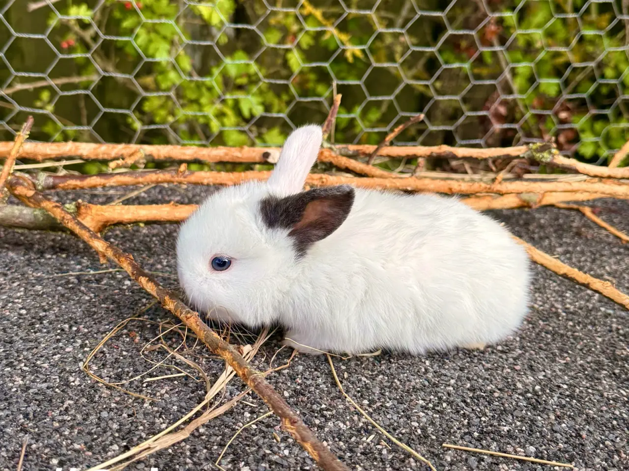 Billede 11 - Mini Lop kaninunger