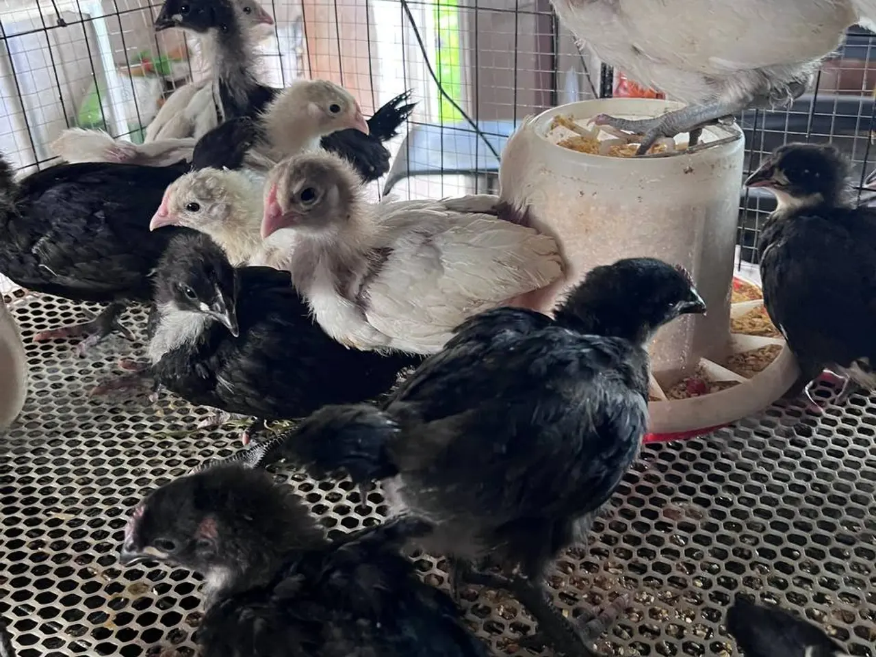 Billede 1 - Australorp kyllinger til salg, født den 20.08.2025