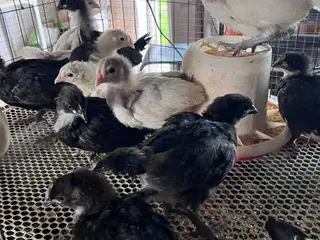 Australorp kyllinger til salg, født den 20.08.2025