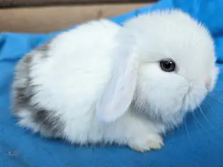 Minilop kaninunge 