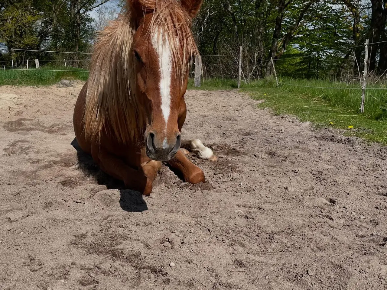 Billede 2 - Dansk sports pony