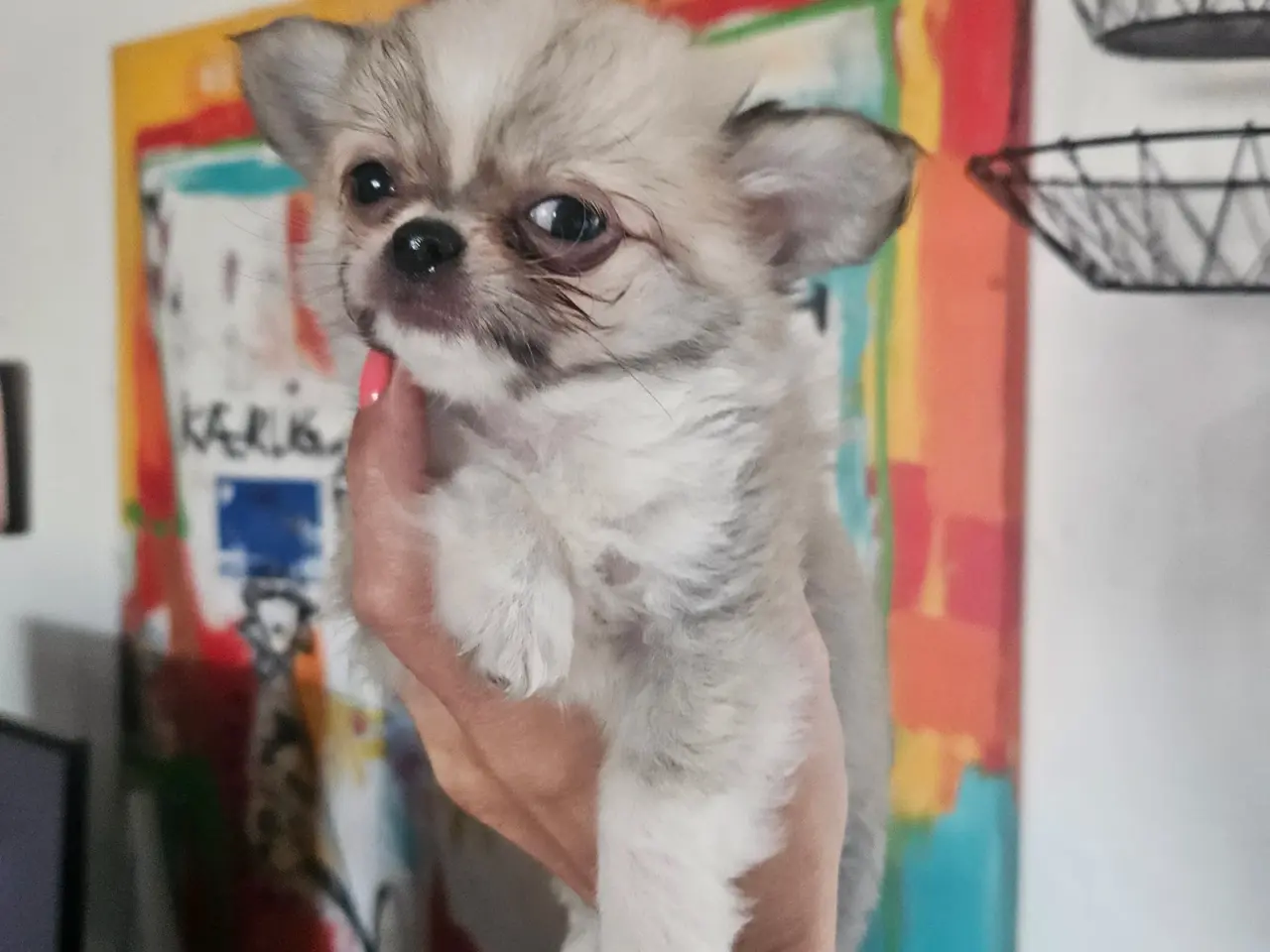 Billede 11 - Lille chihuahua drenge