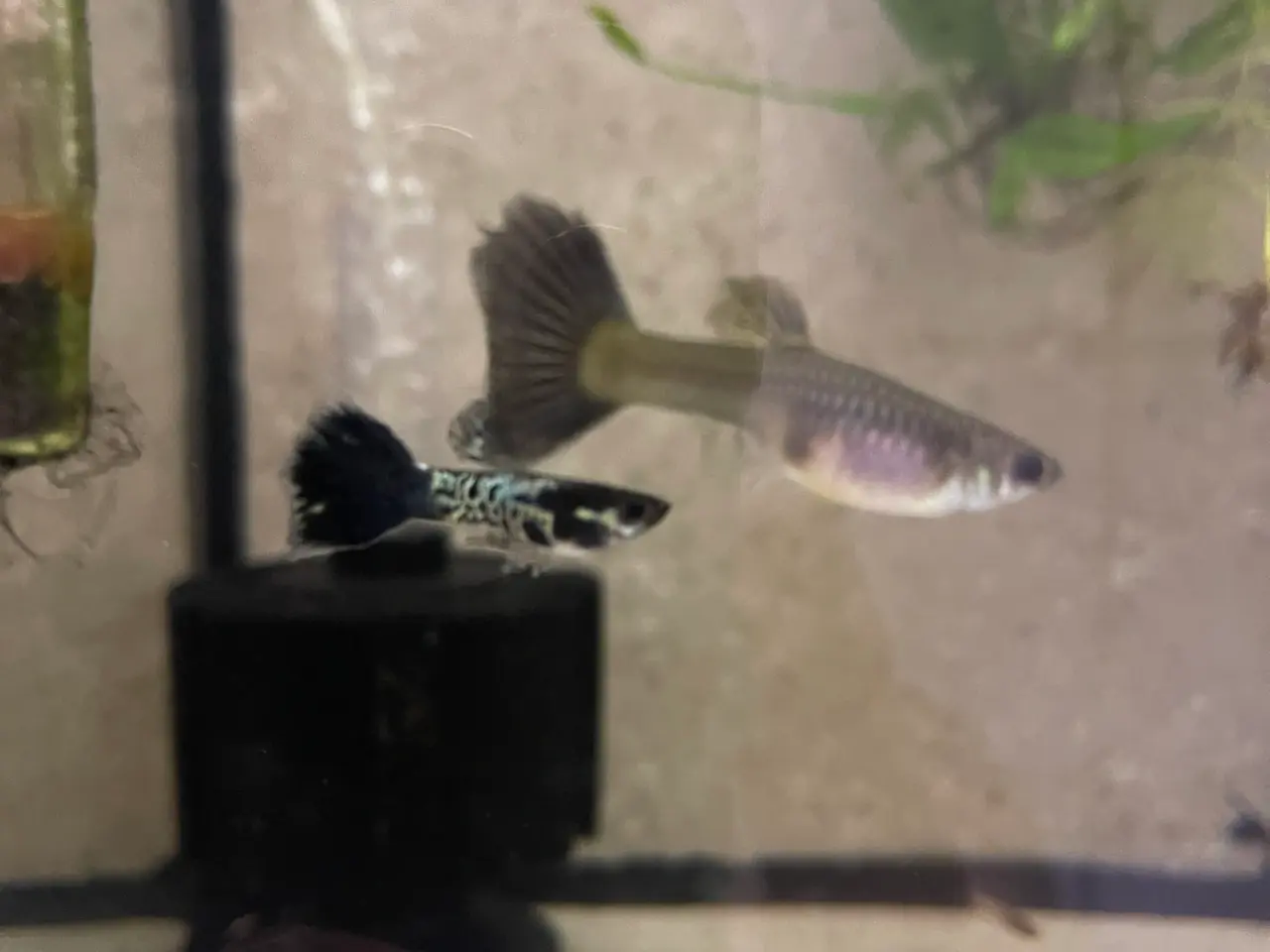 Billede 1 - Black Cobra Guppyer