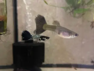 Black Cobra Guppyer 