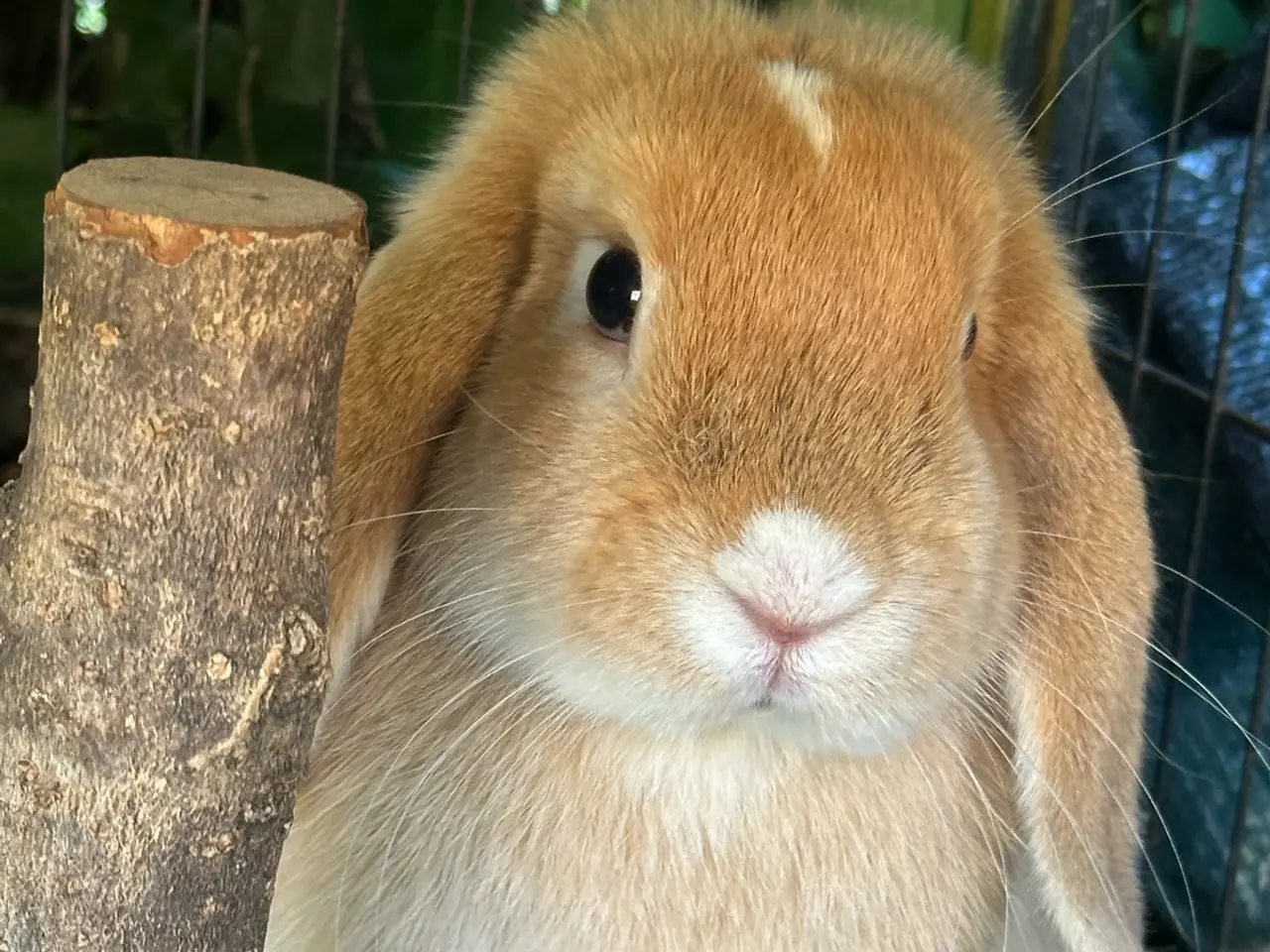 Billede 3 - Hun kanin🌸🐰💕