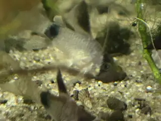 🐼🌟 Panda Longfin Pansermaller 3-4 cm | Premium |