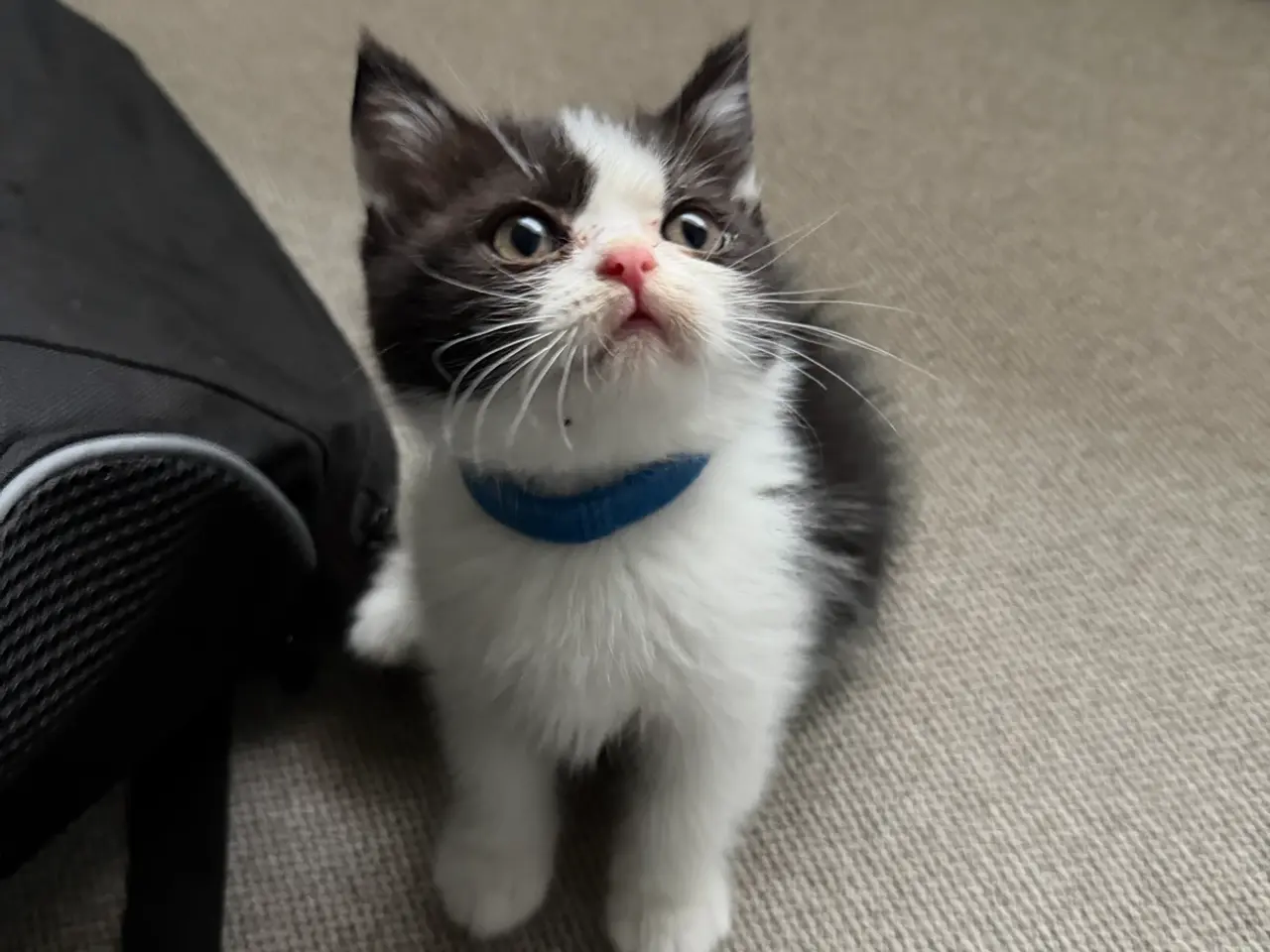 Billede 1 - British shorthair x ragdoll sælges