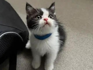 British shorthairx ragdoll killinger sælges