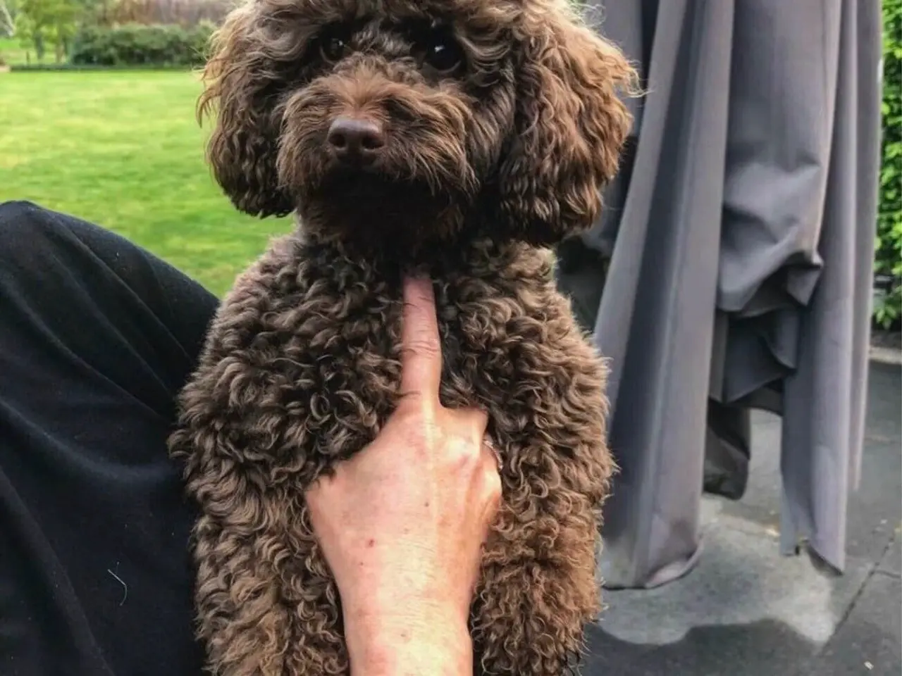 Billede 8 - Cockerpoo hvalpe / doodle