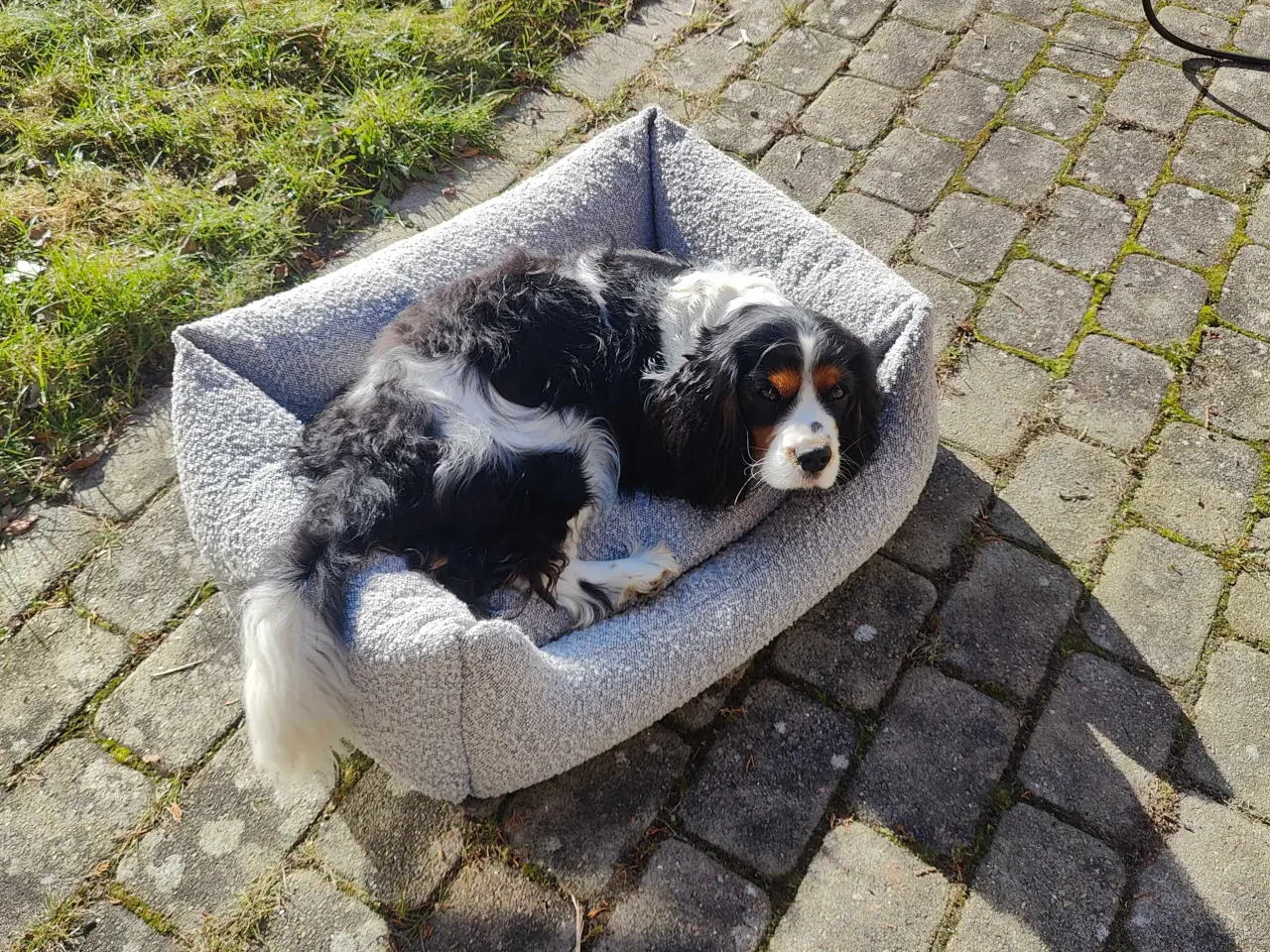 Billede 3 - Norddog hundekurv / hundeseng
