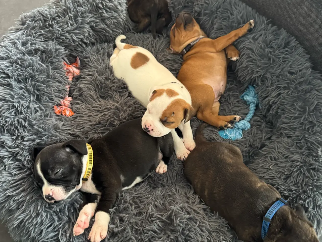 Billede 9 - Engelsk Staffordshire Terrier hvalpe