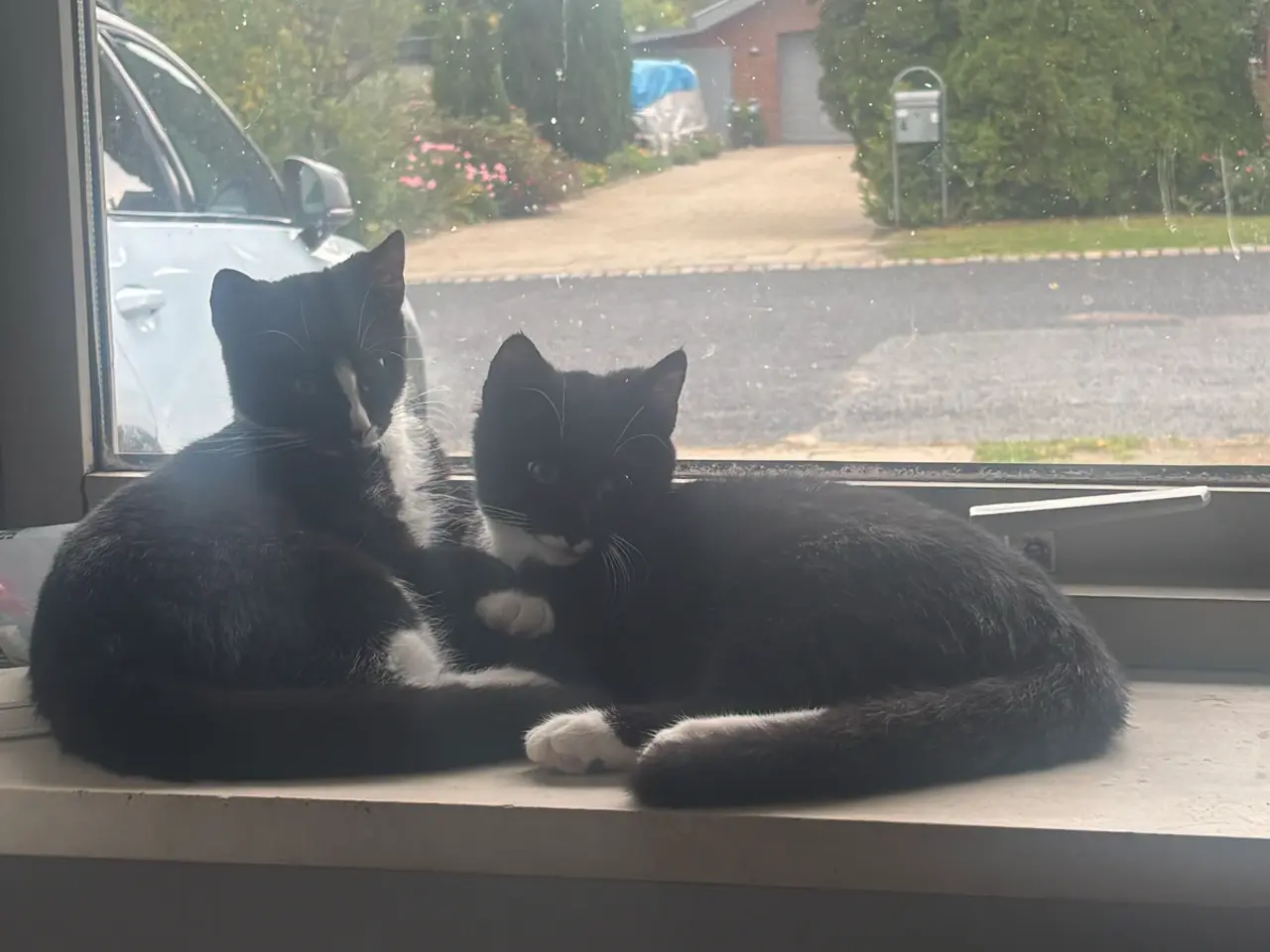 Billede 1 - To skønne, kælne killinger søger et hjem 🥰
